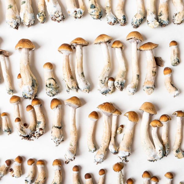 Psychedelic Psilocybin: A Neuropharmacologist Answers Our Questions ...